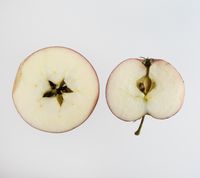 Stark Earliest æble